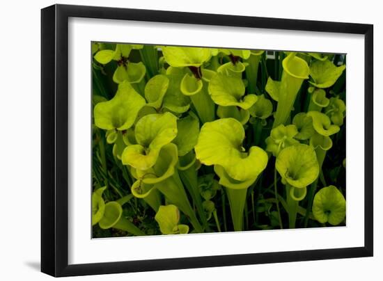 Pitcher plant green carnivorous-Charles Bowman-Framed Photographic Print