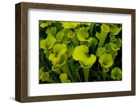Pitcher plant green carnivorous-Charles Bowman-Framed Photographic Print