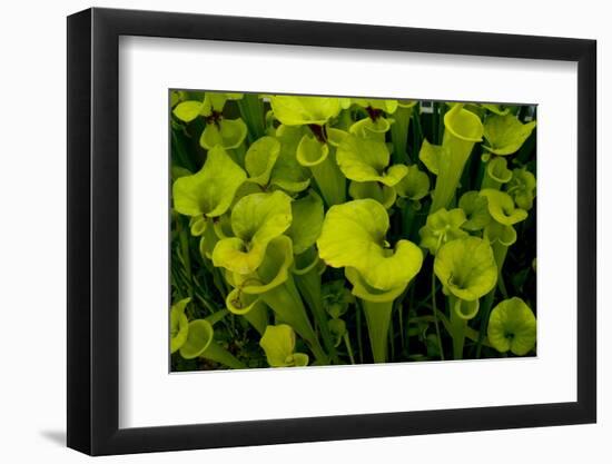 Pitcher plant green carnivorous-Charles Bowman-Framed Photographic Print