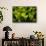 Pitcher plant green carnivorous-Charles Bowman-Framed Stretched Canvas displayed on a wall