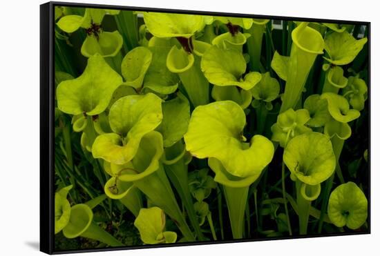 Pitcher plant green carnivorous-Charles Bowman-Framed Stretched Canvas