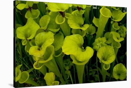 Pitcher plant green carnivorous-Charles Bowman-Stretched Canvas