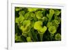 Pitcher plant green carnivorous-Charles Bowman-Framed Photographic Print