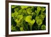 Pitcher plant green carnivorous-Charles Bowman-Framed Photographic Print