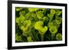 Pitcher plant green carnivorous-Charles Bowman-Framed Photographic Print