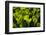 Pitcher plant green carnivorous-Charles Bowman-Framed Premium Photographic Print