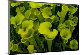 Pitcher plant green carnivorous-Charles Bowman-Mounted Premium Photographic Print