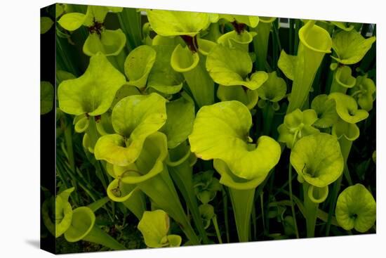 Pitcher plant green carnivorous-Charles Bowman-Stretched Canvas