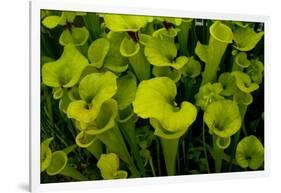 Pitcher plant green carnivorous-Charles Bowman-Framed Photographic Print