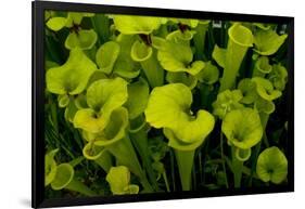 Pitcher plant green carnivorous-Charles Bowman-Framed Photographic Print