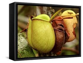 Pitcher Plant, Sarawak, Borneo, Malaysia-Jay Sturdevant-Framed Stretched Canvas