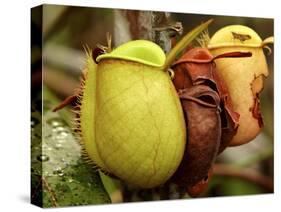 Pitcher Plant, Sarawak, Borneo, Malaysia-Jay Sturdevant-Stretched Canvas