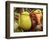 Pitcher Plant, Sarawak, Borneo, Malaysia-Jay Sturdevant-Framed Photographic Print