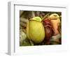 Pitcher Plant, Sarawak, Borneo, Malaysia-Jay Sturdevant-Framed Photographic Print