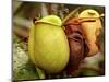 Pitcher Plant, Sarawak, Borneo, Malaysia-Jay Sturdevant-Mounted Photographic Print