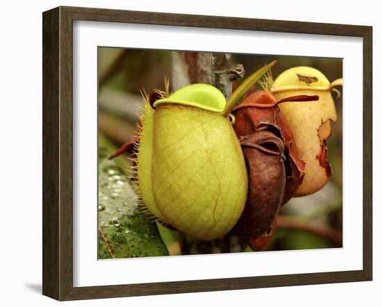 Pitcher Plant, Sarawak, Borneo, Malaysia-Jay Sturdevant-Framed Photographic Print