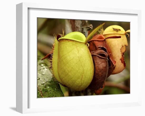 Pitcher Plant, Sarawak, Borneo, Malaysia-Jay Sturdevant-Framed Photographic Print