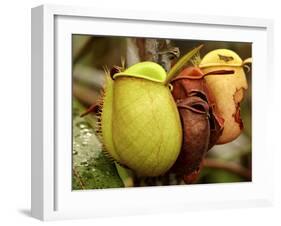 Pitcher Plant, Sarawak, Borneo, Malaysia-Jay Sturdevant-Framed Photographic Print
