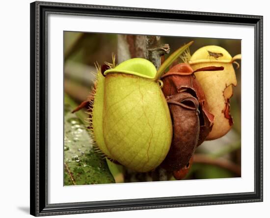 Pitcher Plant, Sarawak, Borneo, Malaysia-Jay Sturdevant-Framed Photographic Print