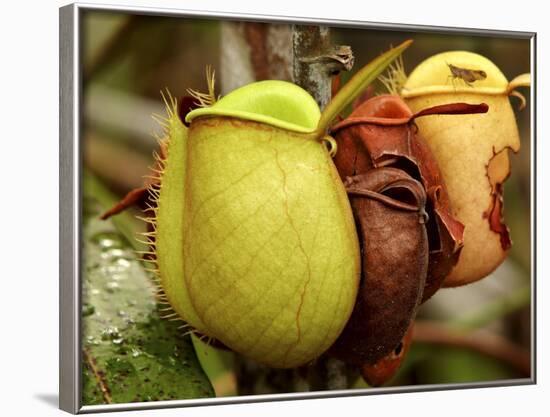 Pitcher Plant, Sarawak, Borneo, Malaysia-Jay Sturdevant-Framed Photographic Print