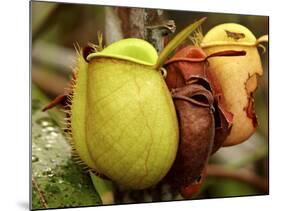 Pitcher Plant, Sarawak, Borneo, Malaysia-Jay Sturdevant-Mounted Photographic Print