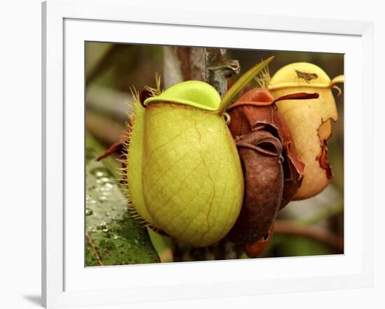 Pitcher Plant, Sarawak, Borneo, Malaysia-Jay Sturdevant-Framed Photographic Print