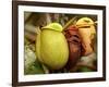 Pitcher Plant, Sarawak, Borneo, Malaysia-Jay Sturdevant-Framed Photographic Print