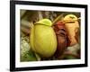 Pitcher Plant, Sarawak, Borneo, Malaysia-Jay Sturdevant-Framed Photographic Print