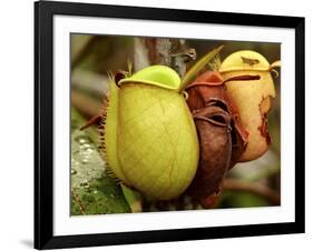 Pitcher Plant, Sarawak, Borneo, Malaysia-Jay Sturdevant-Framed Photographic Print