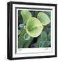 Pitcher Plant-Ken Bremer-Framed Limited Edition