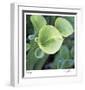 Pitcher Plant-Ken Bremer-Framed Limited Edition