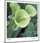 Pitcher Plant-Ken Bremer-Mounted Limited Edition