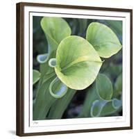 Pitcher Plant-Ken Bremer-Framed Limited Edition