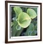 Pitcher Plant-Ken Bremer-Framed Limited Edition