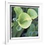 Pitcher Plant-Ken Bremer-Framed Limited Edition