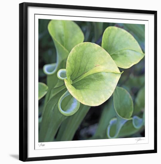 Pitcher Plant-Ken Bremer-Framed Limited Edition