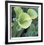 Pitcher Plant-Ken Bremer-Framed Limited Edition