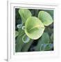 Pitcher Plant-Ken Bremer-Framed Limited Edition