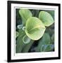 Pitcher Plant-Ken Bremer-Framed Limited Edition