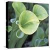 Pitcher Plant-Ken Bremer-Stretched Canvas