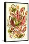 Pitcher Plants-Ernst Haeckel-Framed Stretched Canvas