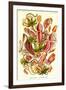 Pitcher Plants-Ernst Haeckel-Framed Art Print