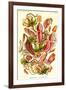 Pitcher Plants-Ernst Haeckel-Framed Art Print