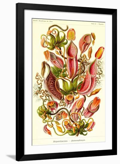 Pitcher Plants-Ernst Haeckel-Framed Art Print