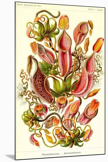 Pitcher Plants-Ernst Haeckel-Mounted Art Print