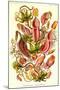 Pitcher Plants-Ernst Haeckel-Mounted Art Print