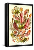 Pitcher Plants-Ernst Haeckel-Framed Stretched Canvas