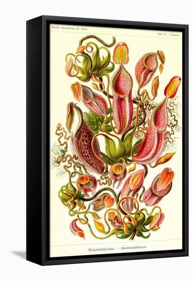 Pitcher Plants-Ernst Haeckel-Framed Stretched Canvas