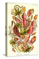 Pitcher Plants-Ernst Haeckel-Stretched Canvas