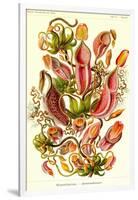 Pitcher Plants-Ernst Haeckel-Framed Art Print